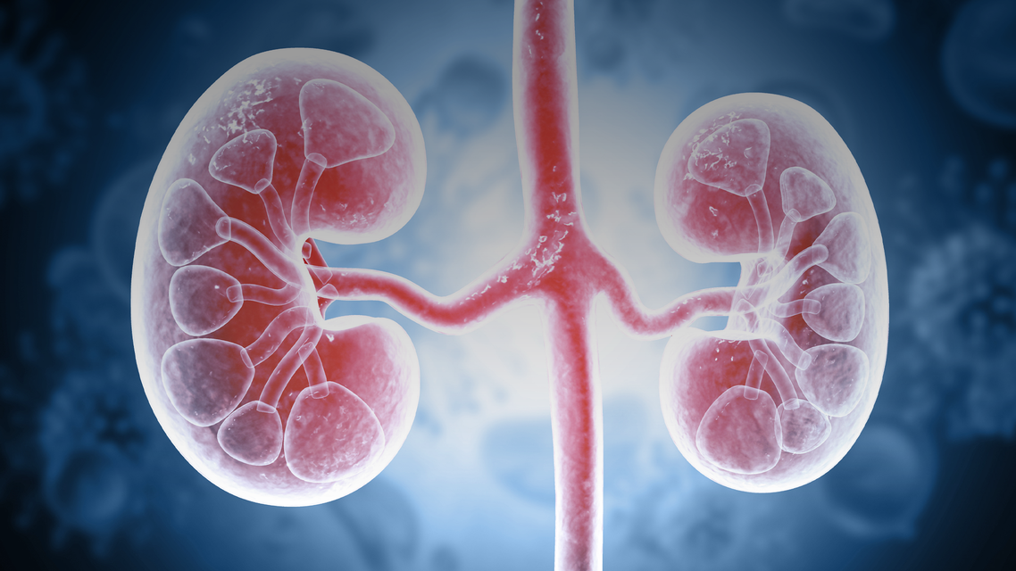 Image, illustration of a kidney